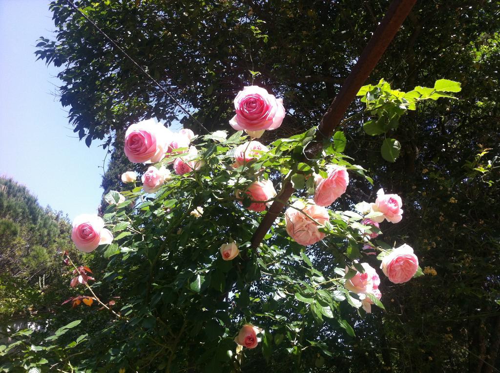 Villa Arianna B&B Lari ภายนอก รูปภาพ